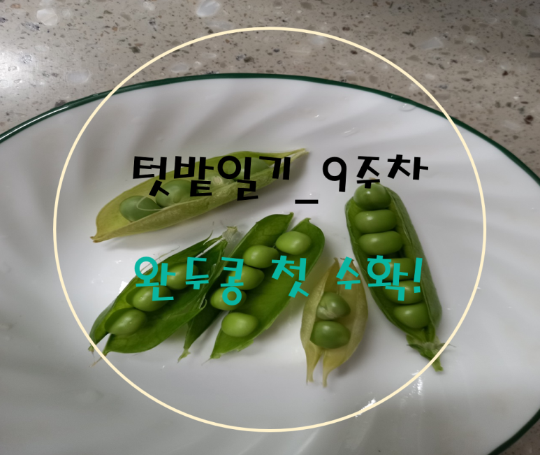 싹싹한모종가게 이미지