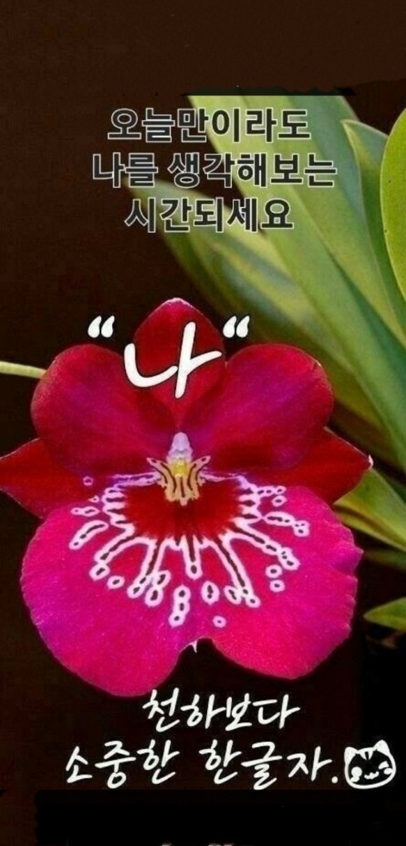 나비 양파즙 이미지