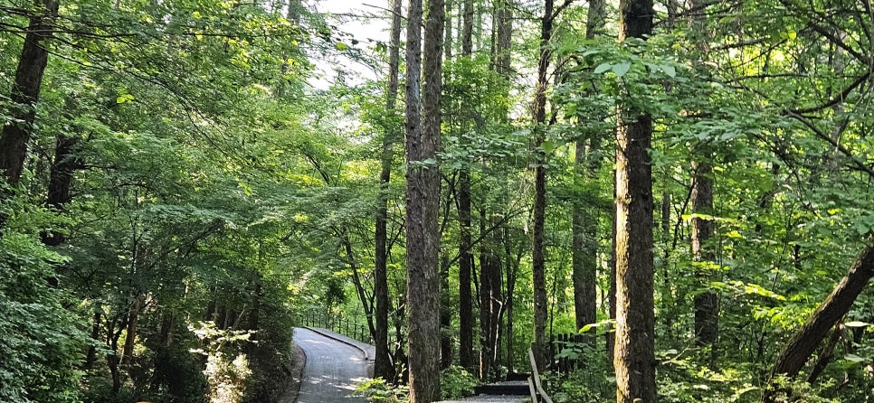 소백산국립공원 천동계곡코스 이미지