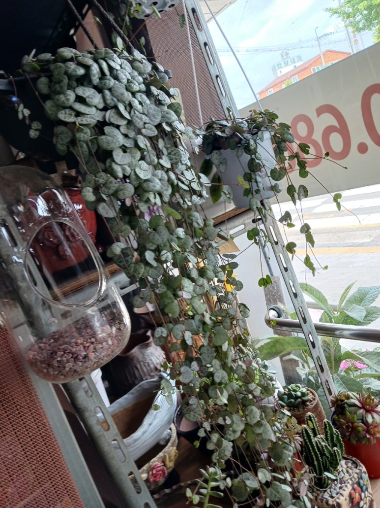 꽃수레화원 이미지