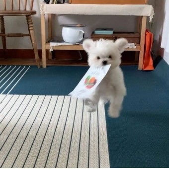 뽀숑폰 이미지