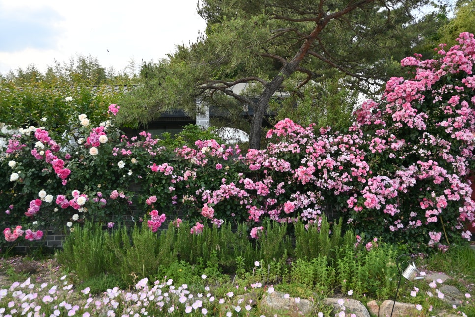 젤라꾸띠 이미지