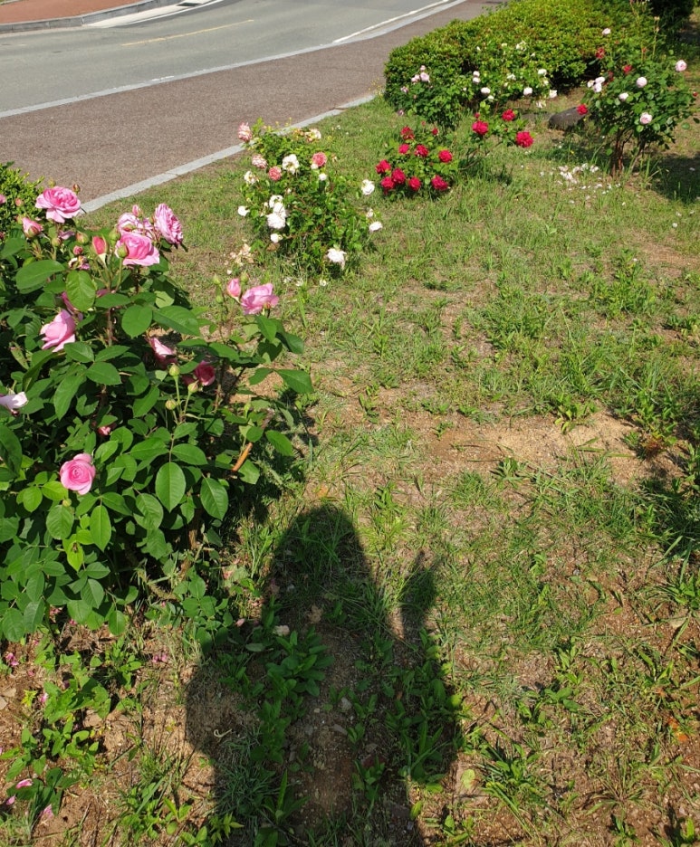 브리또익스프레스 이미지