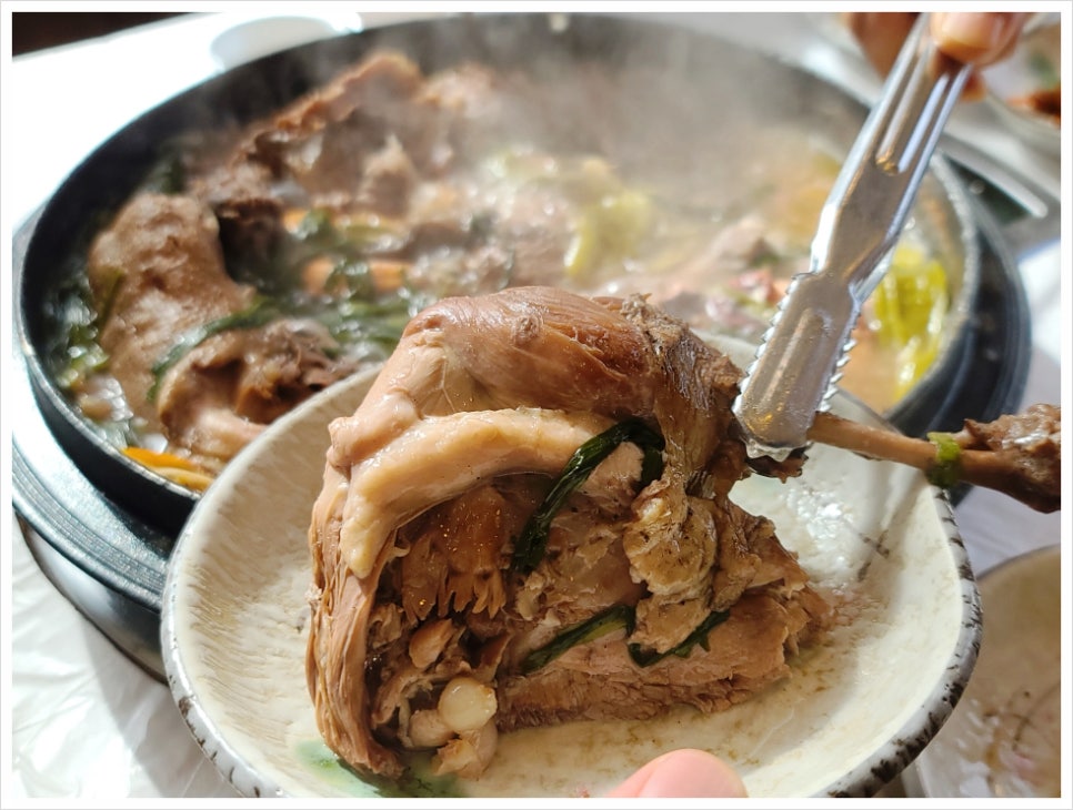 황제메밀 이미지