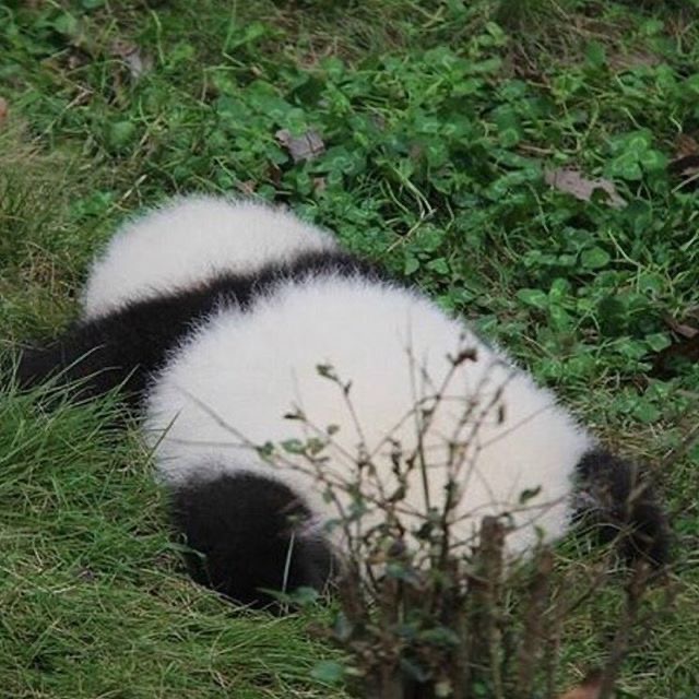 내복곰 이미지