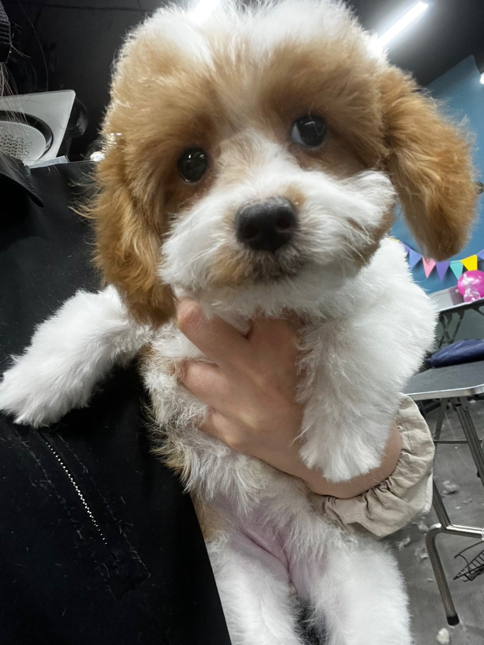 중앙애견미용학원 이미지