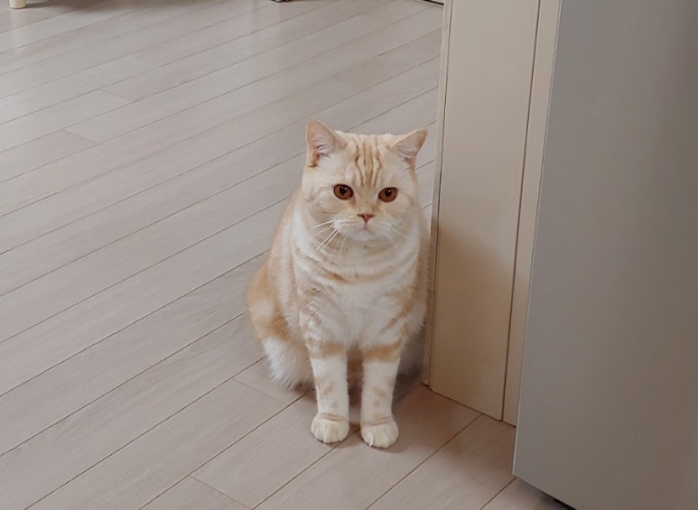 별달 이미지