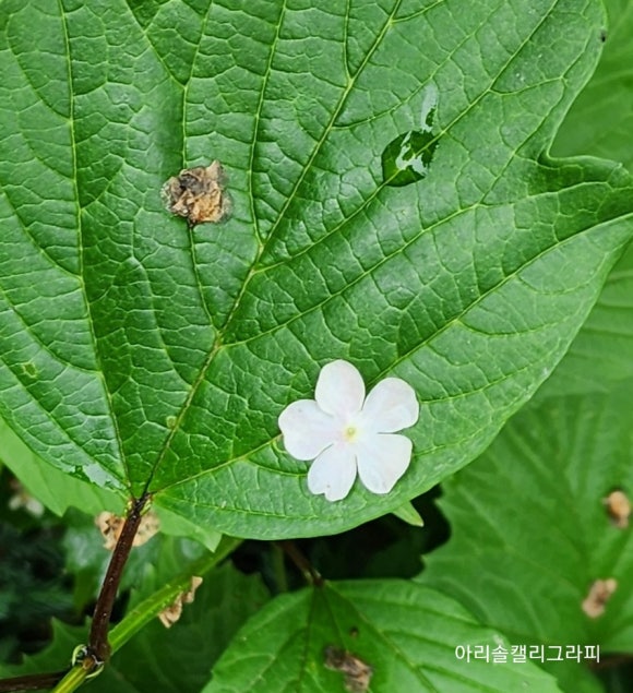원두막메기매운탕 이미지