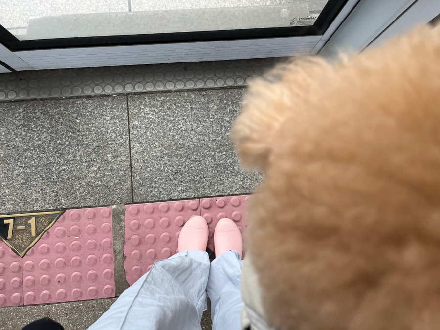 로즈레인 이미지