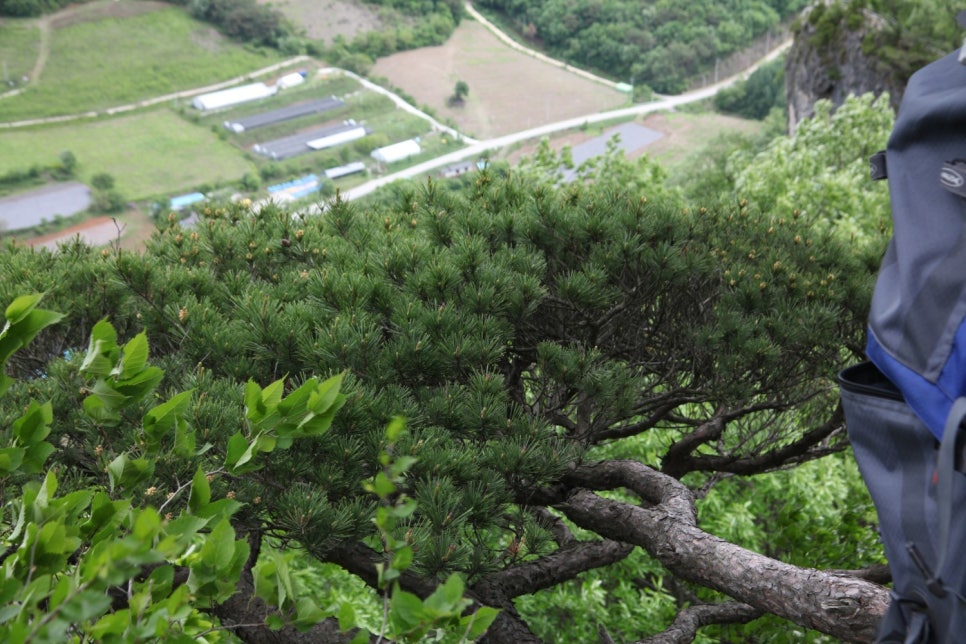 바늘정원 이미지