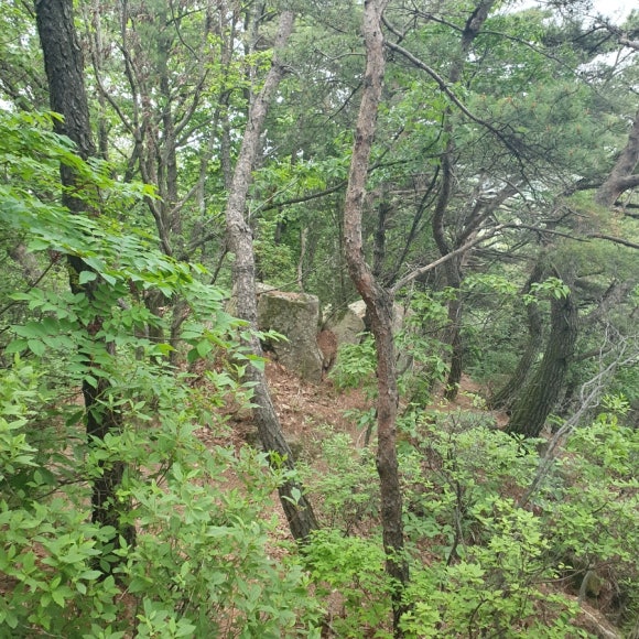 보문산 식후경 이미지