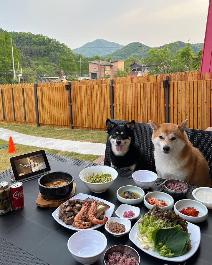 도그라운드 이미지