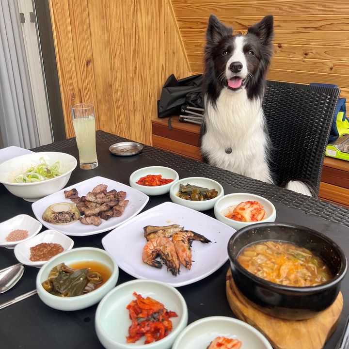 도그라운드 이미지