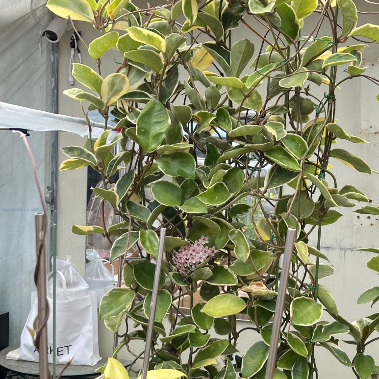 행운화원 이미지