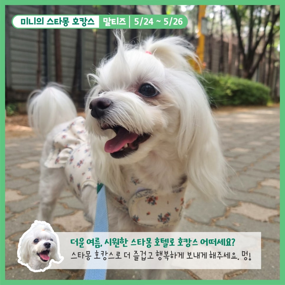 스타몽 강아지 호텔: 신나는 호캉스 경험 — 사진 7