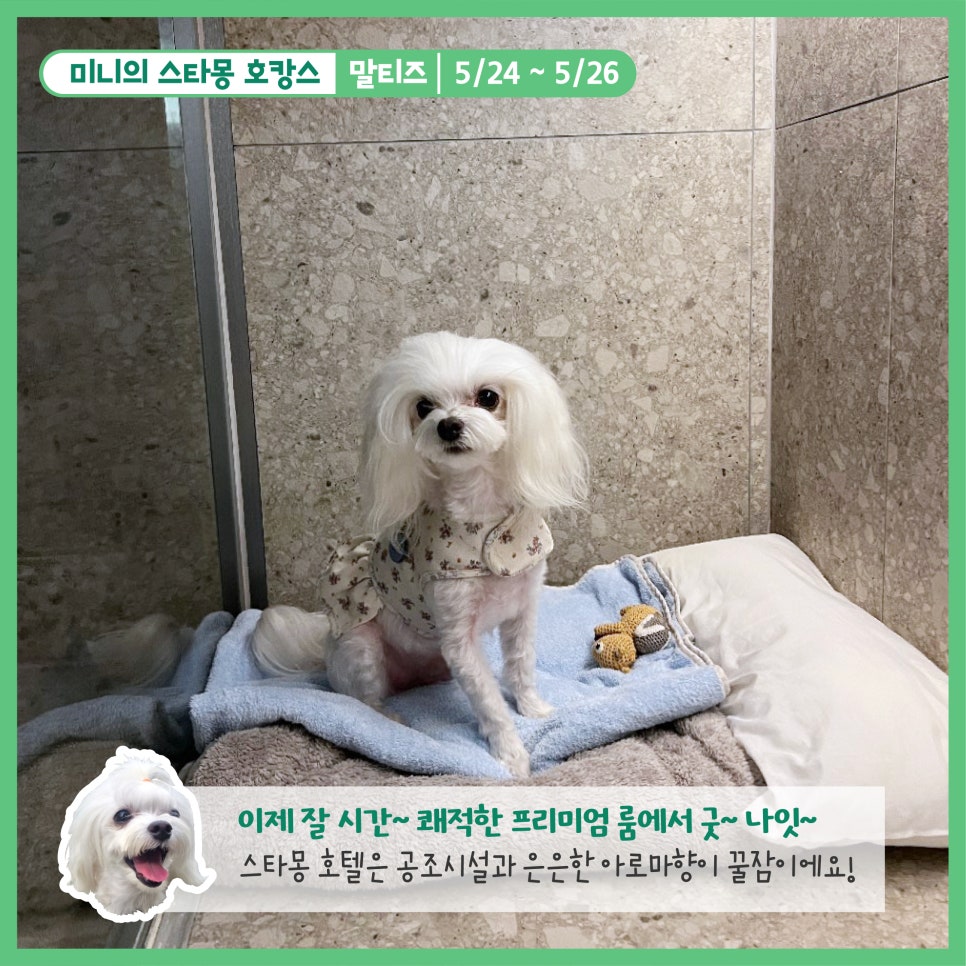 스타몽 강아지 호텔: 신나는 호캉스 경험 — 사진 5