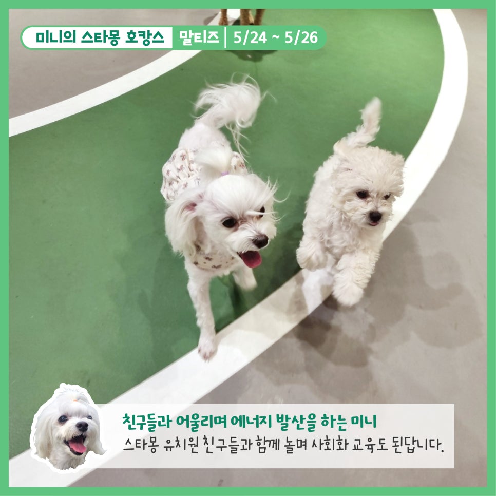 스타몽 강아지 호텔: 신나는 호캉스 경험 — 사진 3