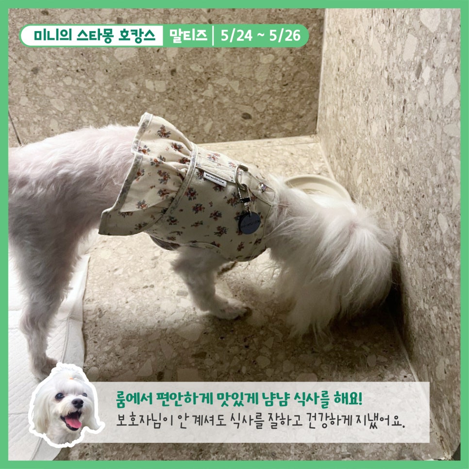 스타몽 강아지 호텔: 신나는 호캉스 경험 — 사진 4