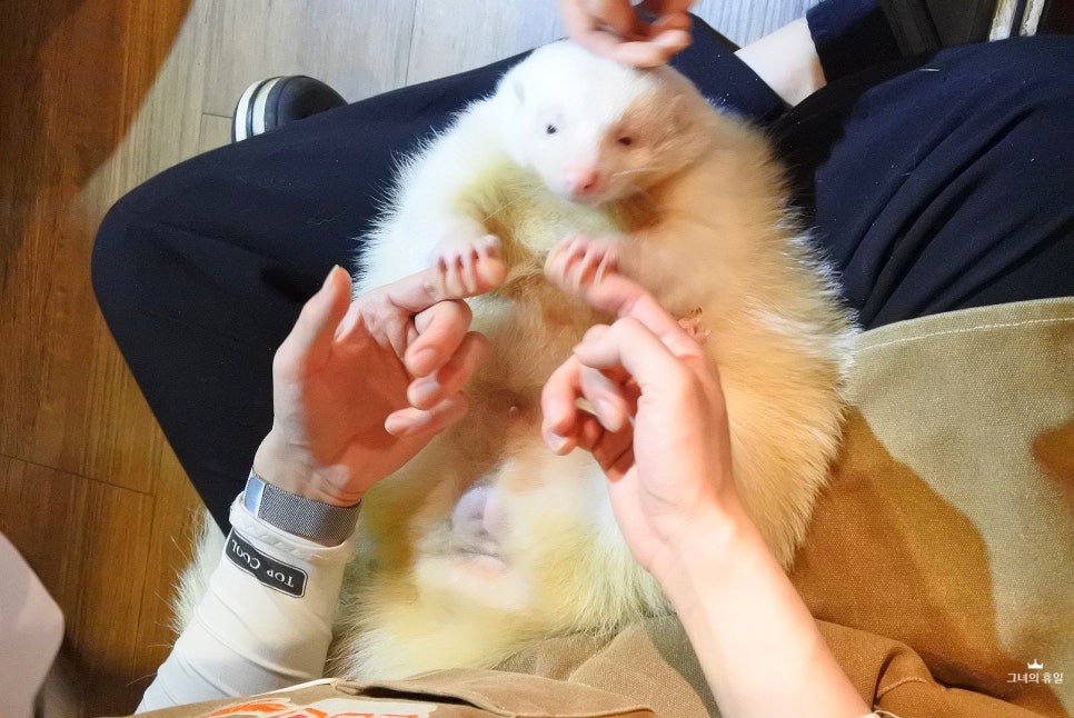 와우카페 이미지