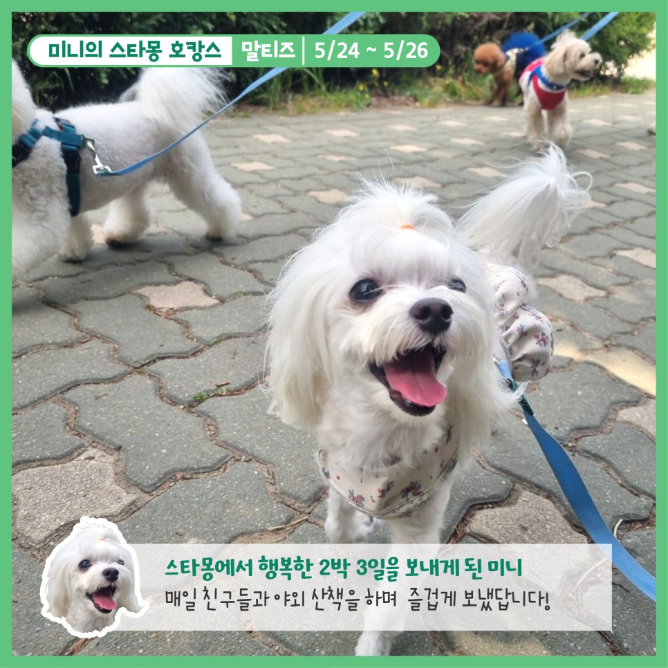 스타몽 강아지 호텔: 신나는 호캉스 경험 — 사진 2