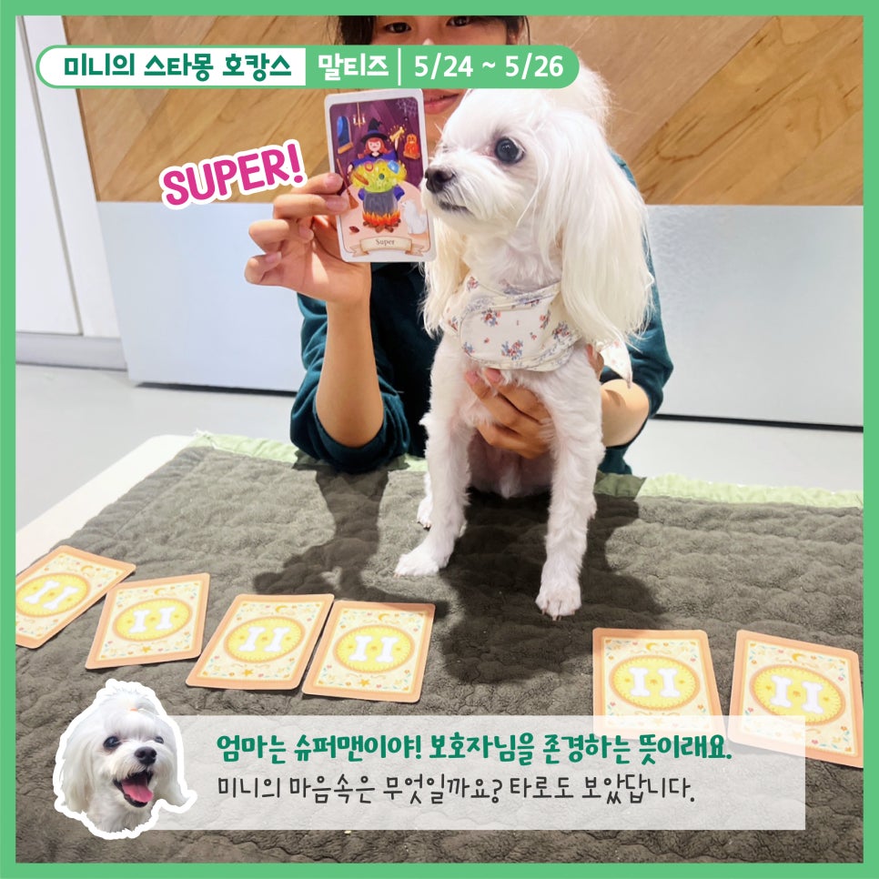 스타몽 강아지 호텔: 신나는 호캉스 경험 — 사진 6