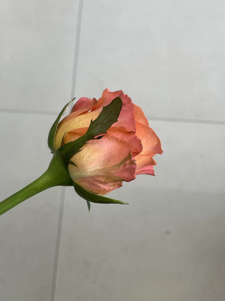 룰루디플라워 이미지