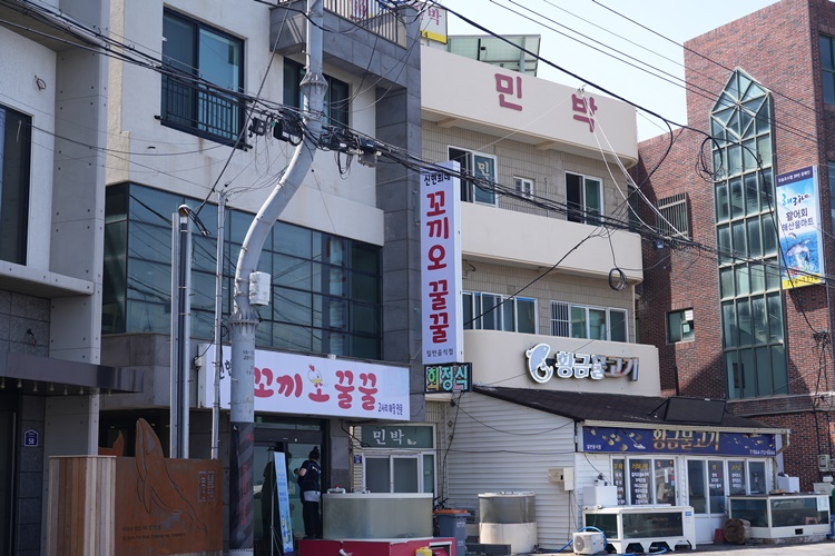 제주꼬끼오 이미지