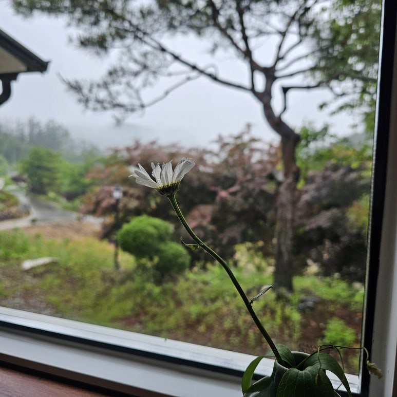 스테이우아 이미지