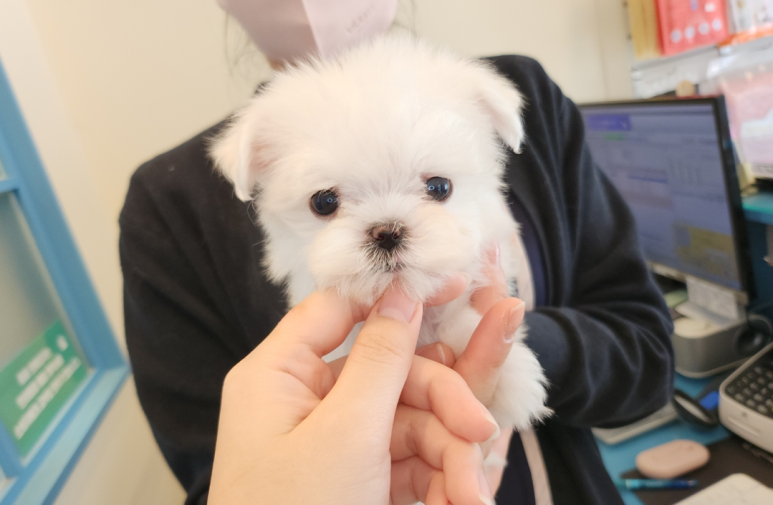푸른들동물병원 이미지