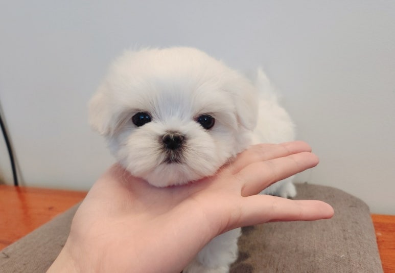 푸른들동물병원 이미지