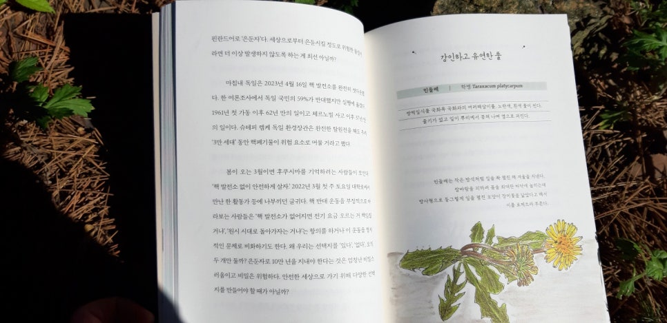 질경이수원 이미지