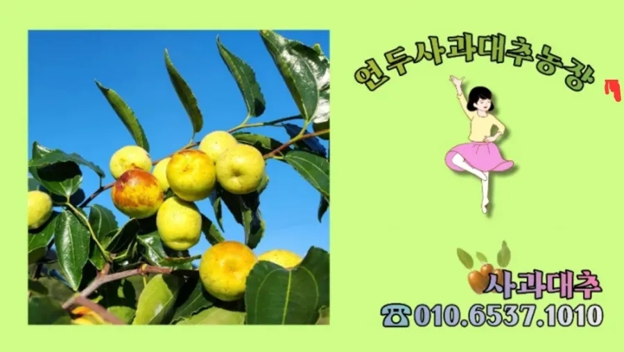 바토플루이르 송해 이미지