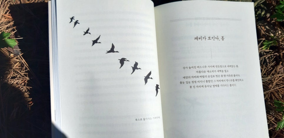 질경이수원 이미지