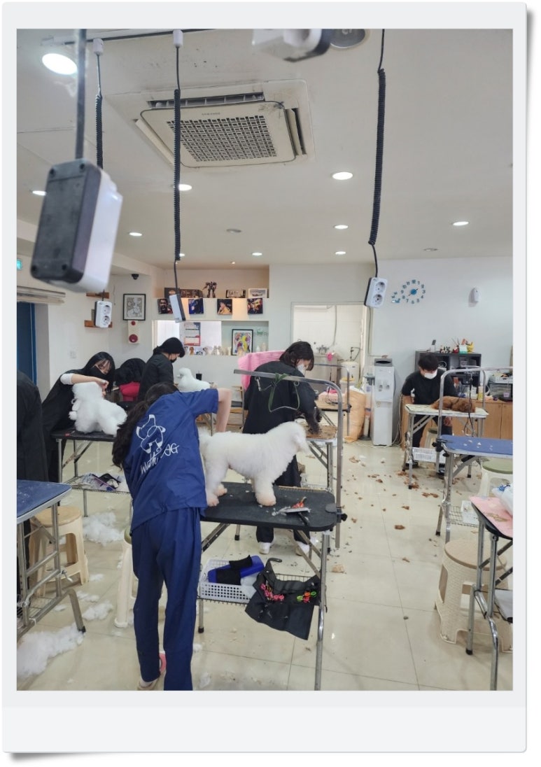 김성균애견미용학원 이미지