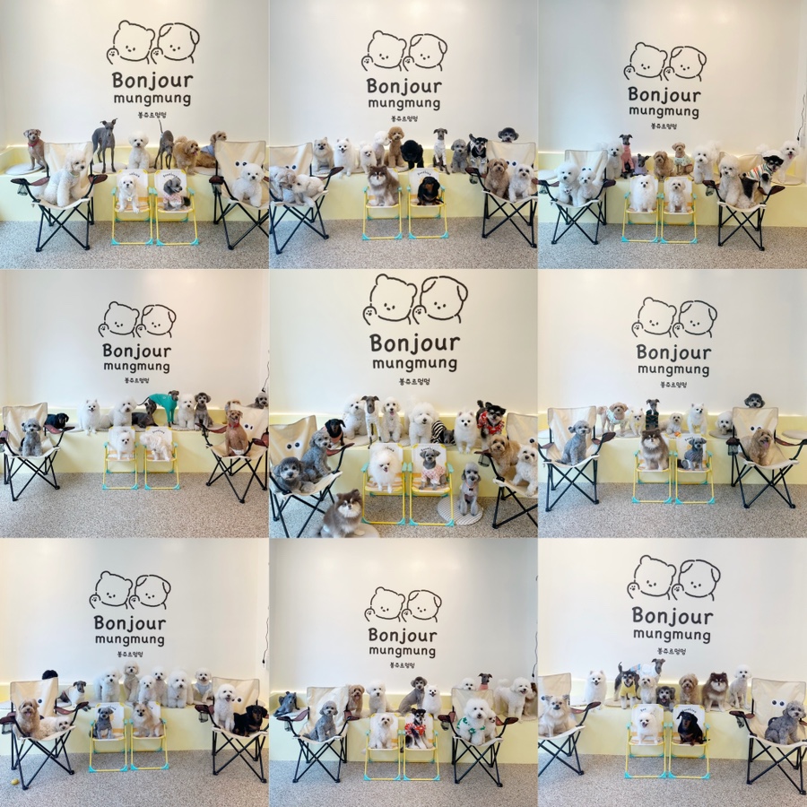 봉쥬르멍멍 이미지