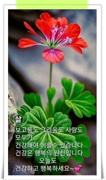 콘치 이미지