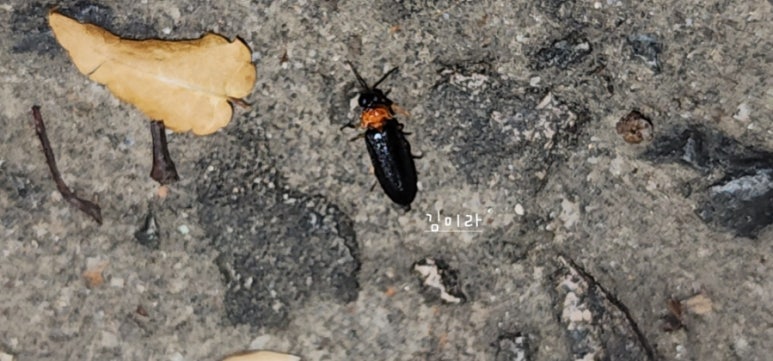 반디불이 이미지