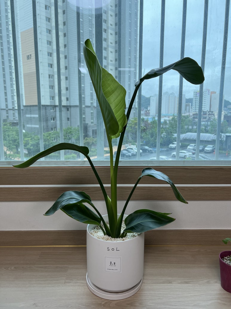 응;꽃 이미지