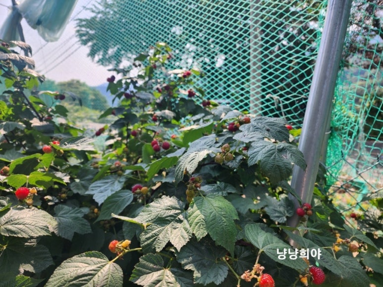 호야네농장 이미지