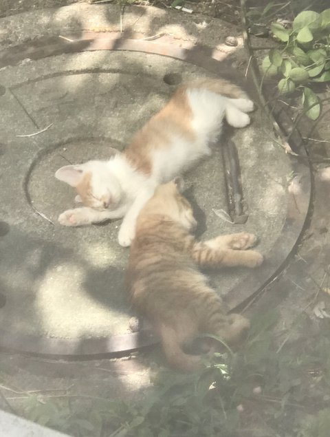 소갈딱지 이미지