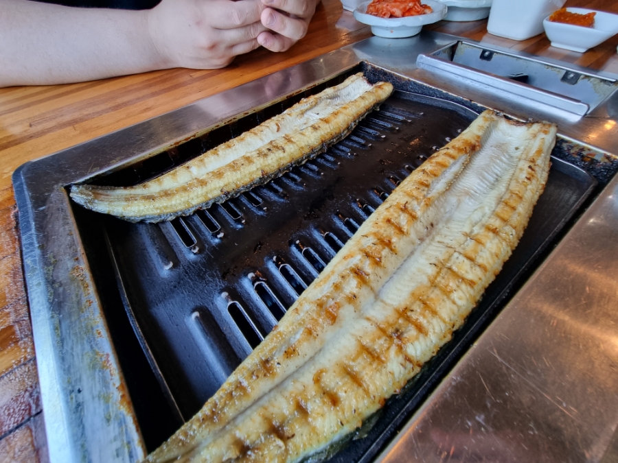 호반장어 이미지