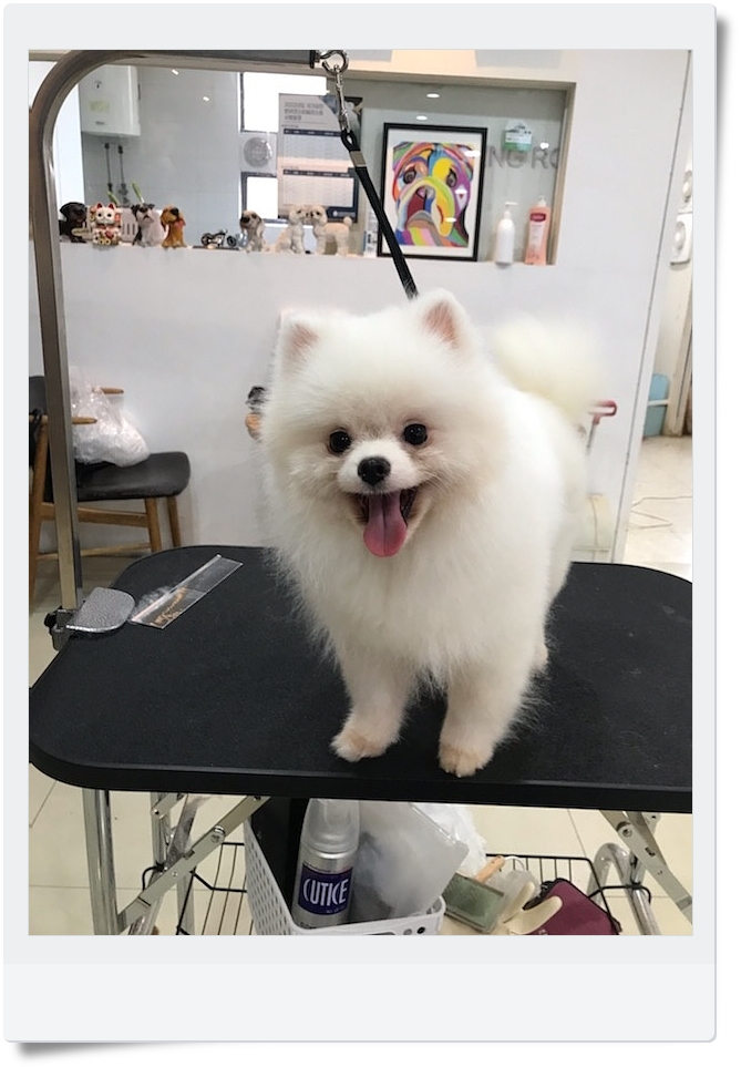 김성균애견미용학원 이미지