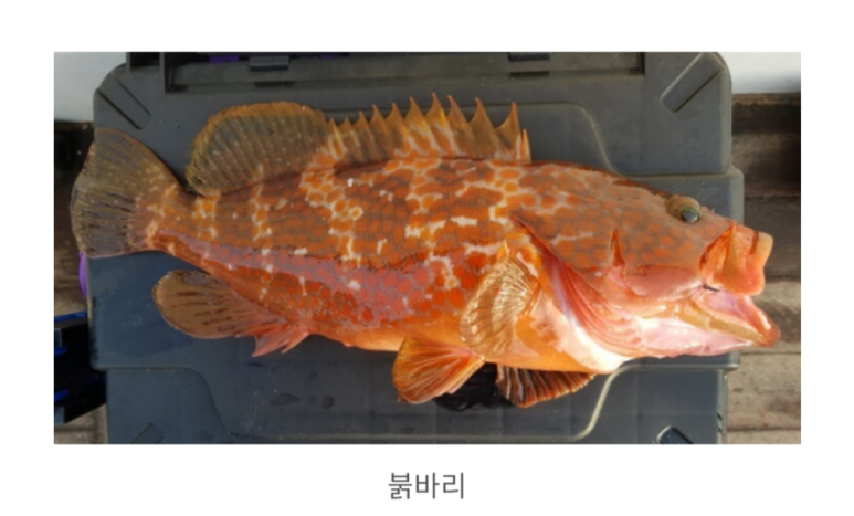 어부인 수산 이미지