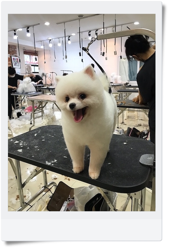 김성균애견미용학원 이미지