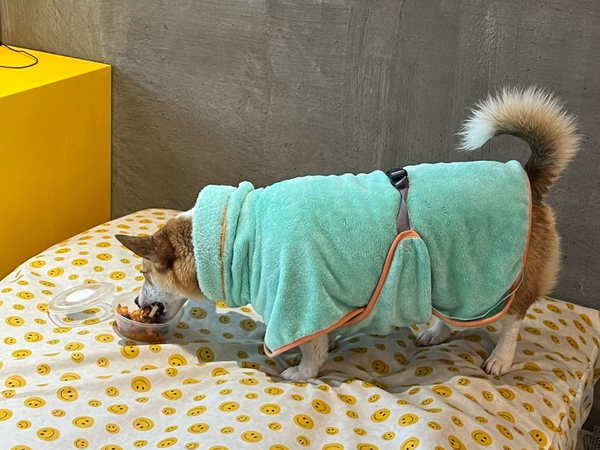 데일리 멍키친 이미지