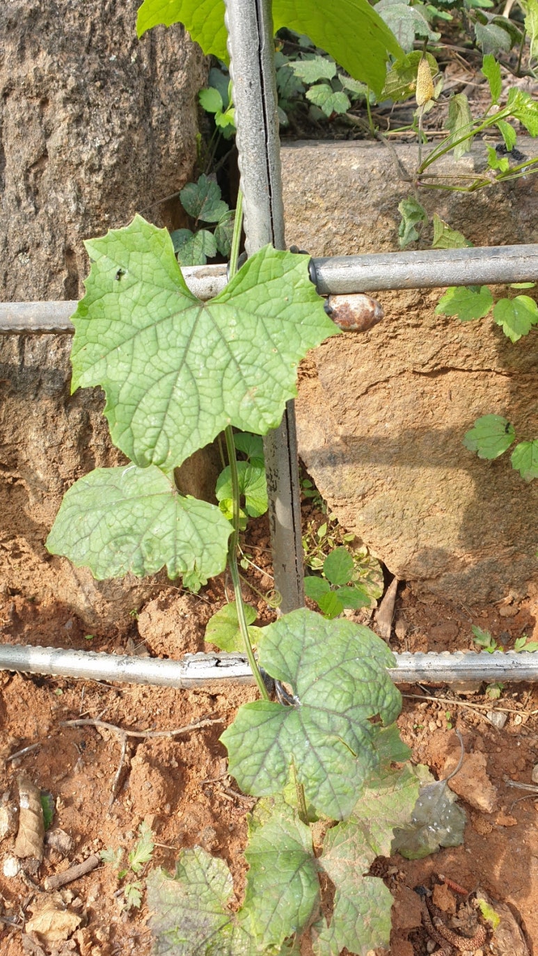 송산물빛 유아숲체험원 이미지