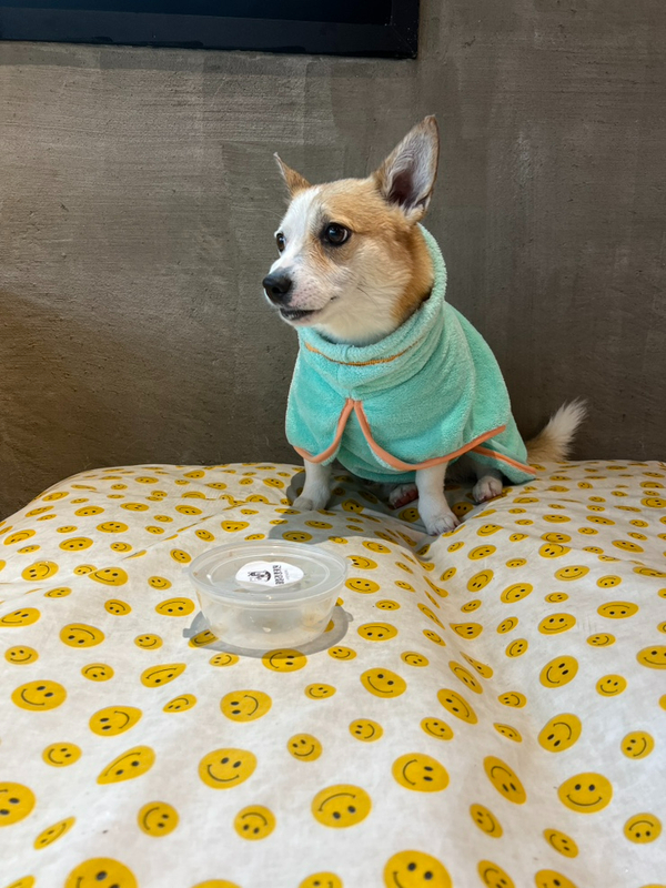 데일리 멍키친 이미지