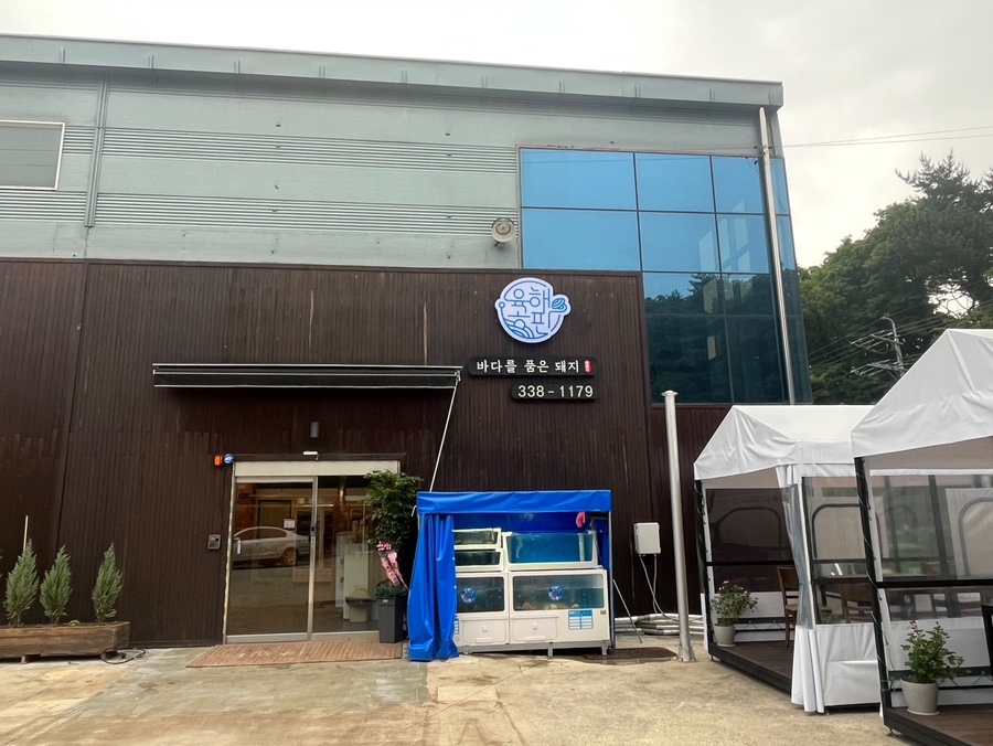 바다를품은돼지 이미지