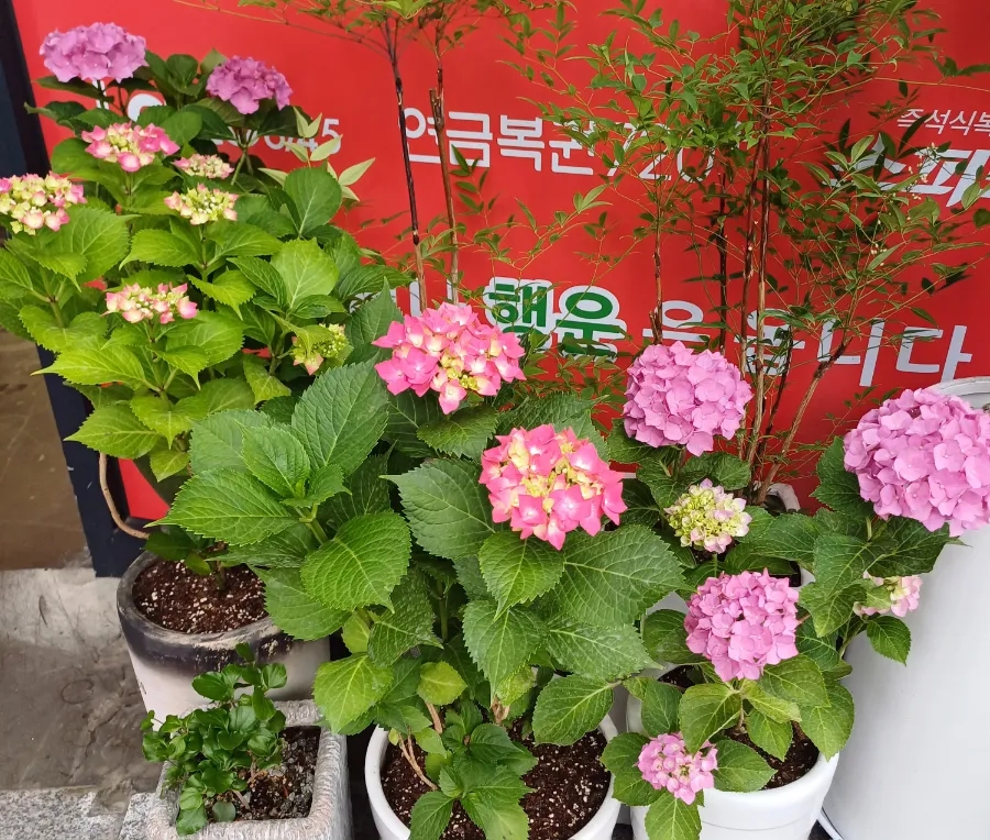 스타복권방 이미지