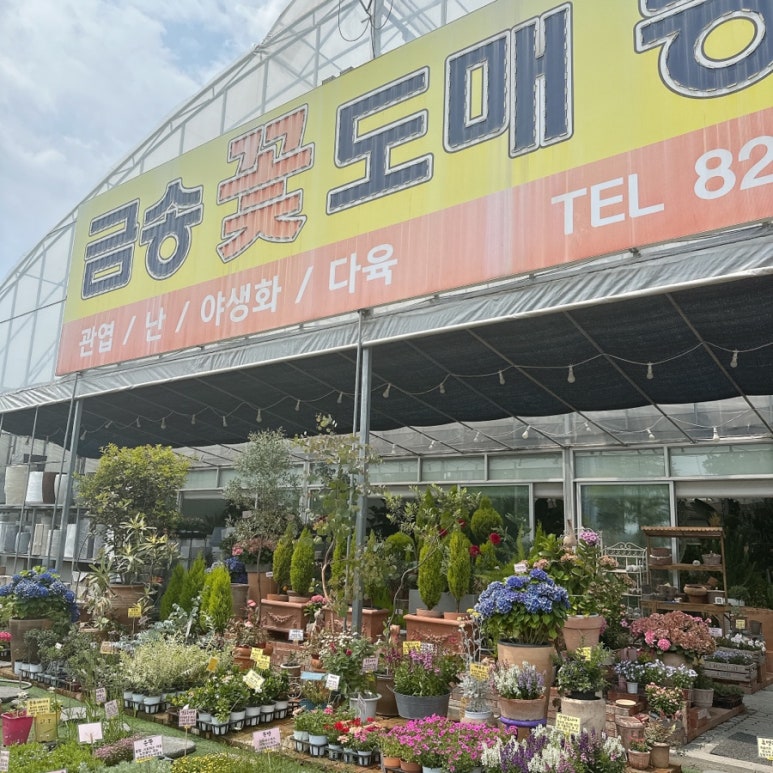 예쁜금송꽃 이미지